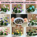 Premium Flower seeds